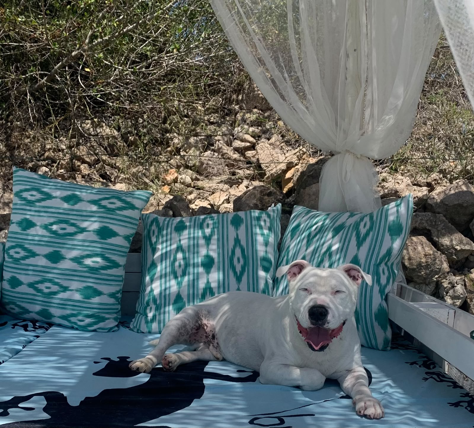 Braco, el perro que dio origen a Mar i Cans